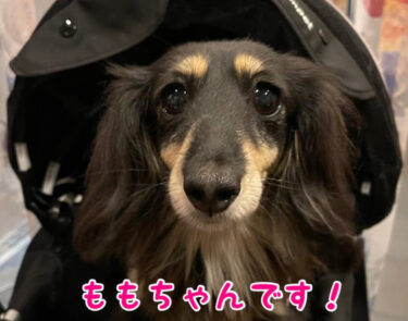 我が家の愛犬　ももちゃんについて