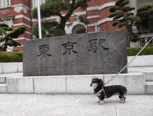 ももちゃん_東京駅