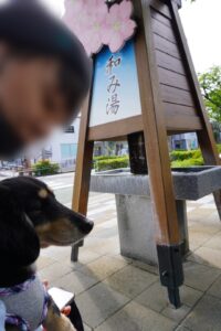 ももちゃん_河津駅_和みの湯